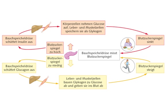 Semaglutid Rezeptfrei ohne Rezept Apotheke